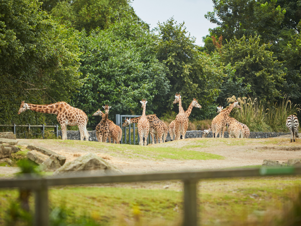 Zoos And Wildlife Parks
