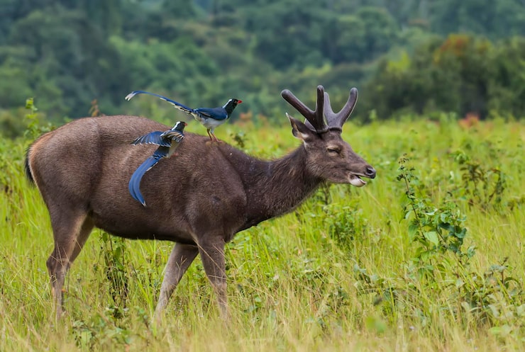 Protecting Australia’s Native Animals