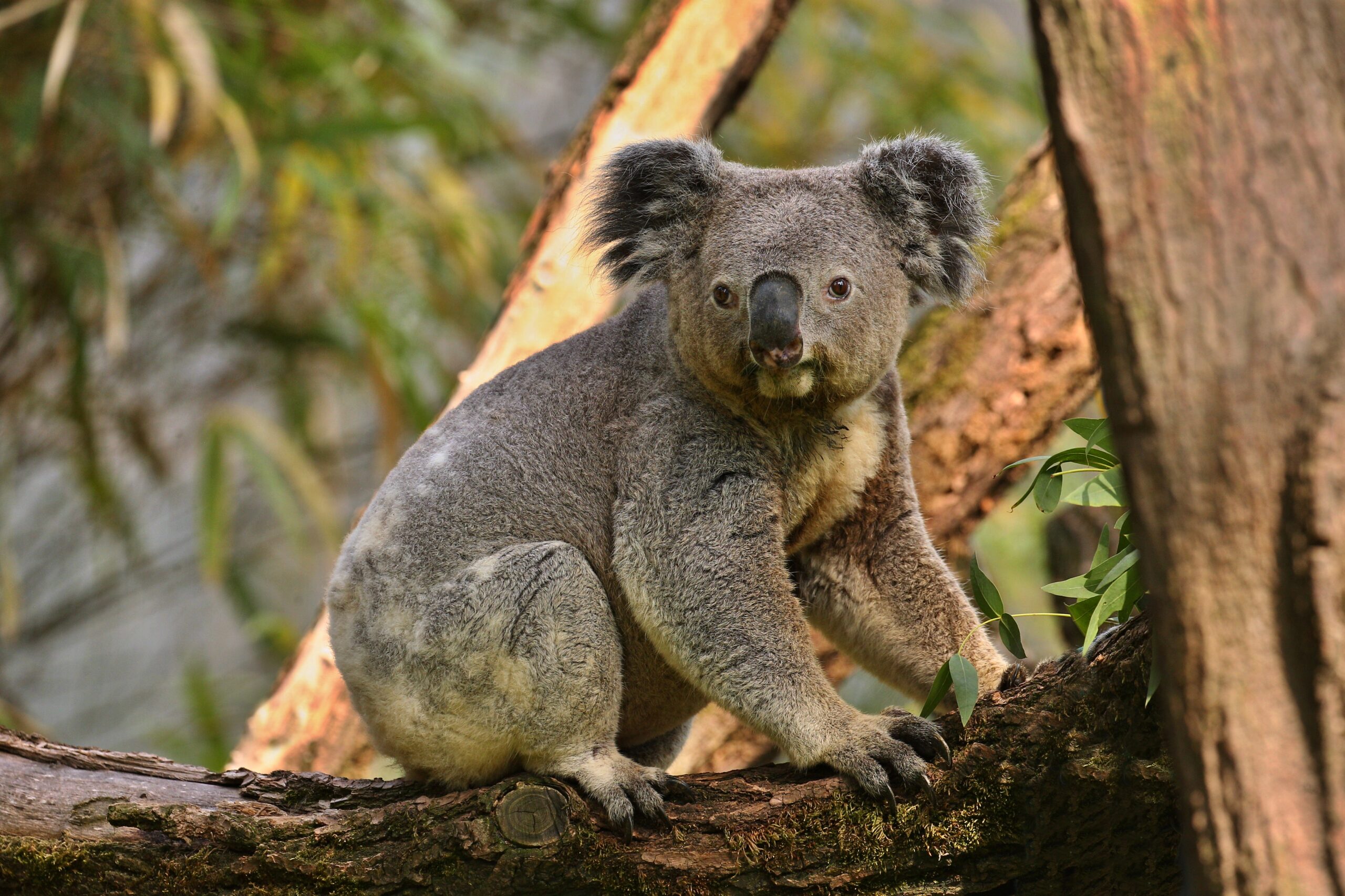 From Kangaroos to Koalas: Experiencing Australia’s Wildlife Up Close