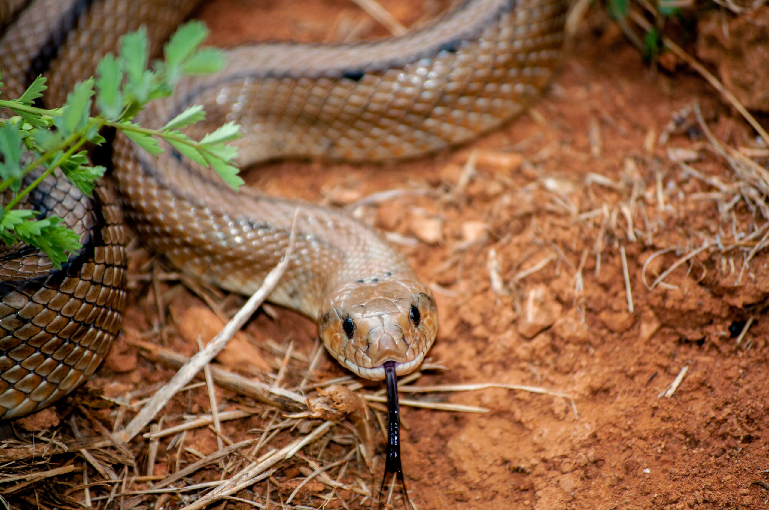 Australia’s Most Dangerous Animals: Facts, Myths and Safety Tips