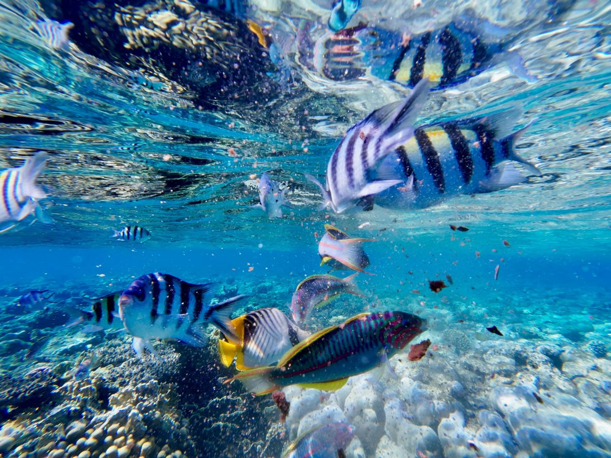 Australia’s Most Beautiful Islands, Reefs & Ocean Destinations You Must Visit