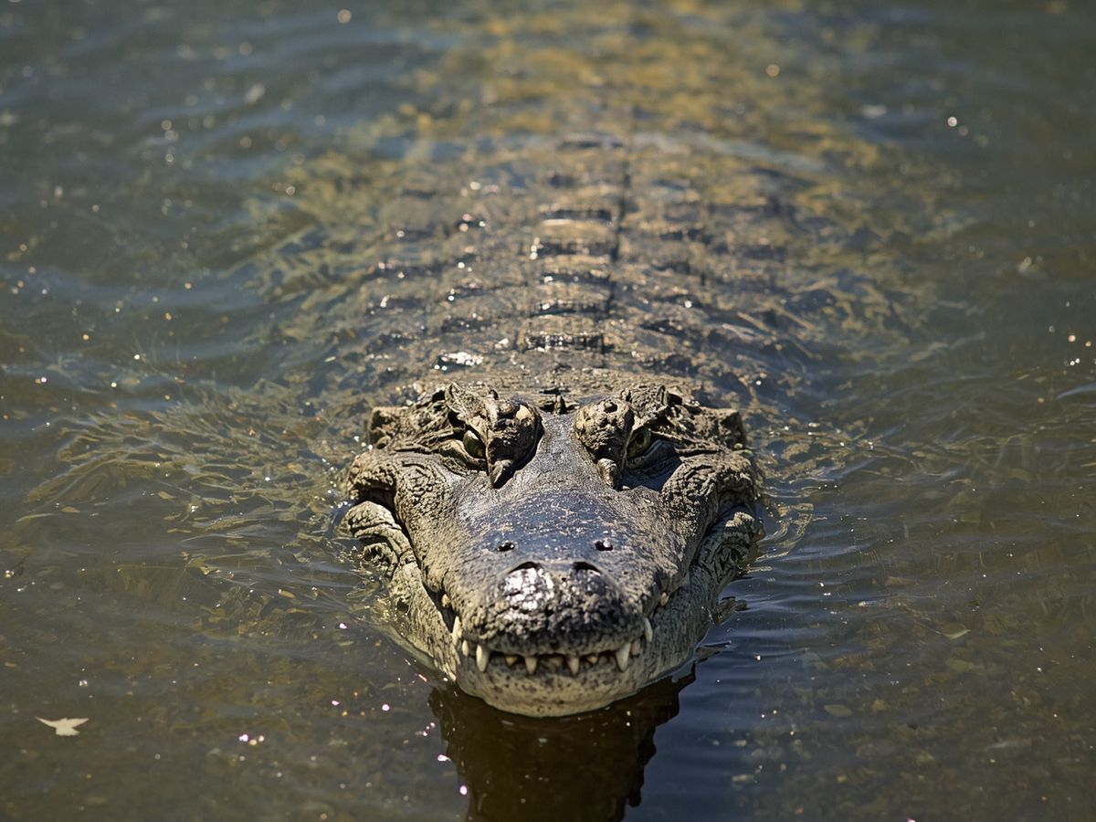Top 10 Most Dangerous Animals in Australia & How to Stay Safe