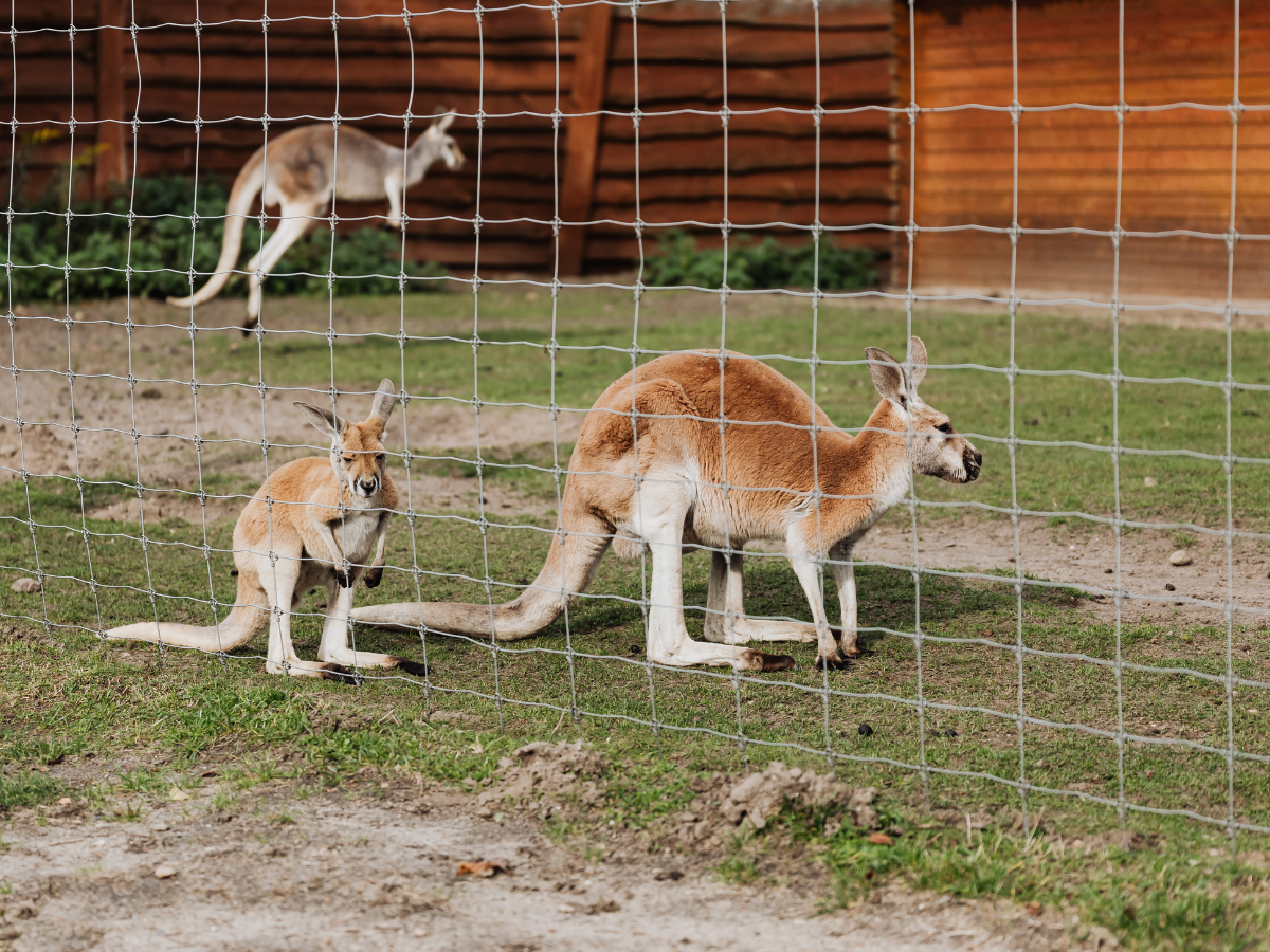 Which zoo is best for kids aged 12, 10, and 8 in Australia?